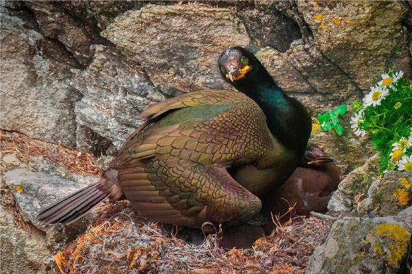 Shag Shielding it's Young - Jan Cross