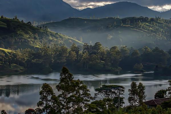 Sri Lankan tea Plantation - Peter Freeman