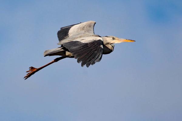 Up, Up and Away - Clare Carter