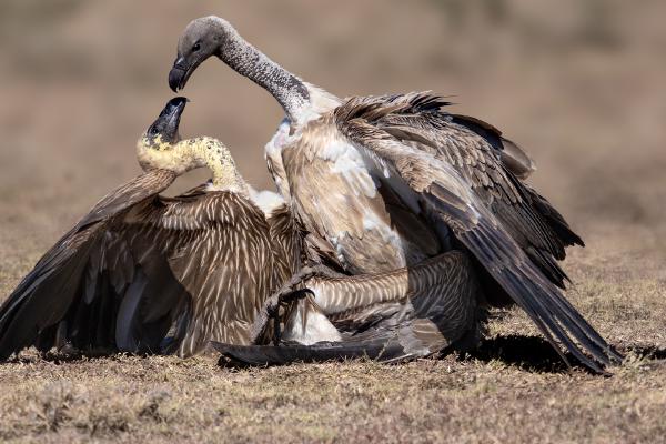 White Back Vulture Dominance - Chrissie Hart