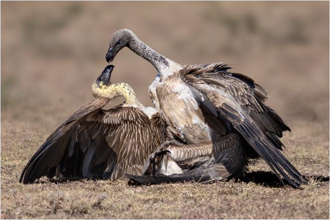 White Back Vulture Dominance - Chrissie Hart