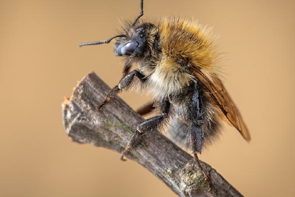 Common Carder Preening - Ben Heather