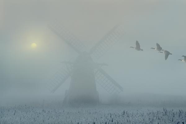 Geese at Herringfleet Mill - Andrew Bailey
