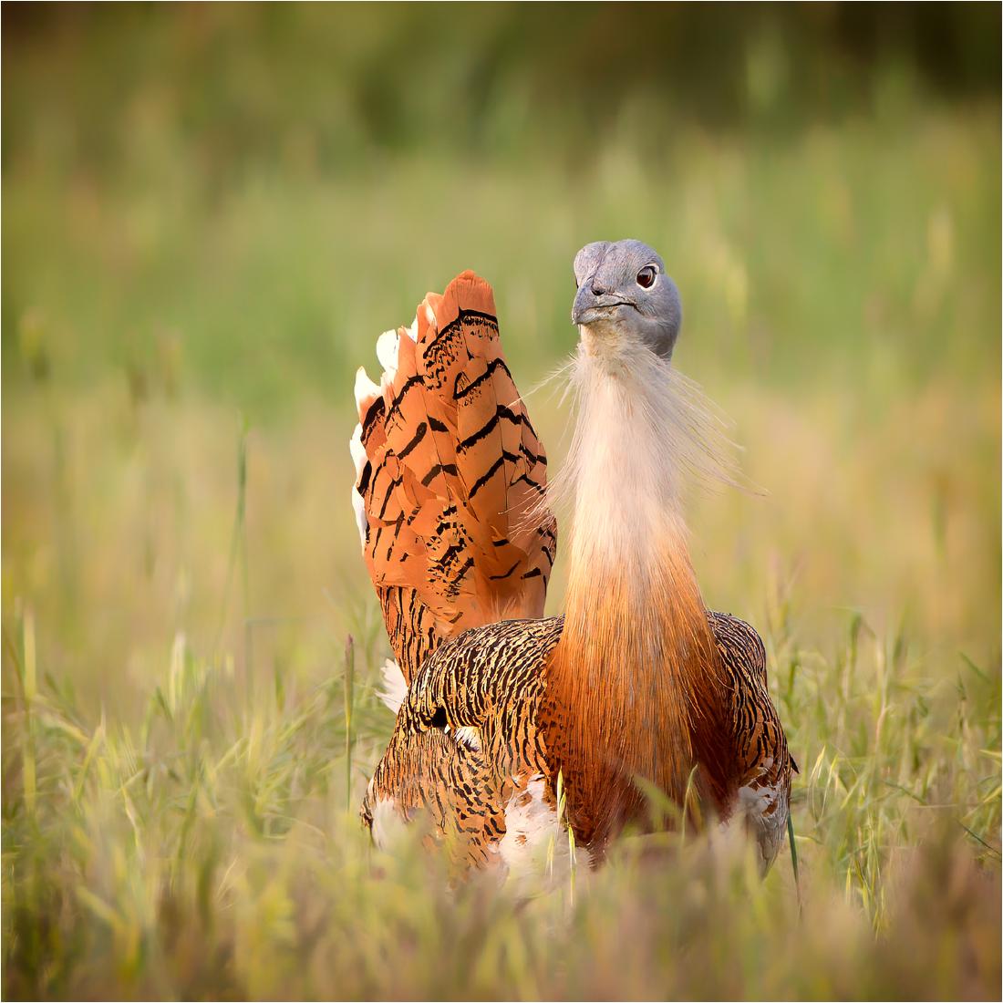 Great Bustard in breeding plumage - Derek Howes