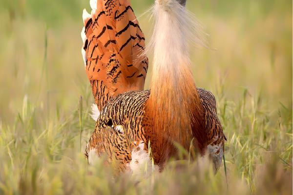 Great Bustard in breeding plumage - Derek Howes