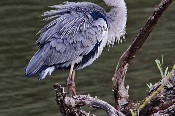 Grey Heron - Clare Carter