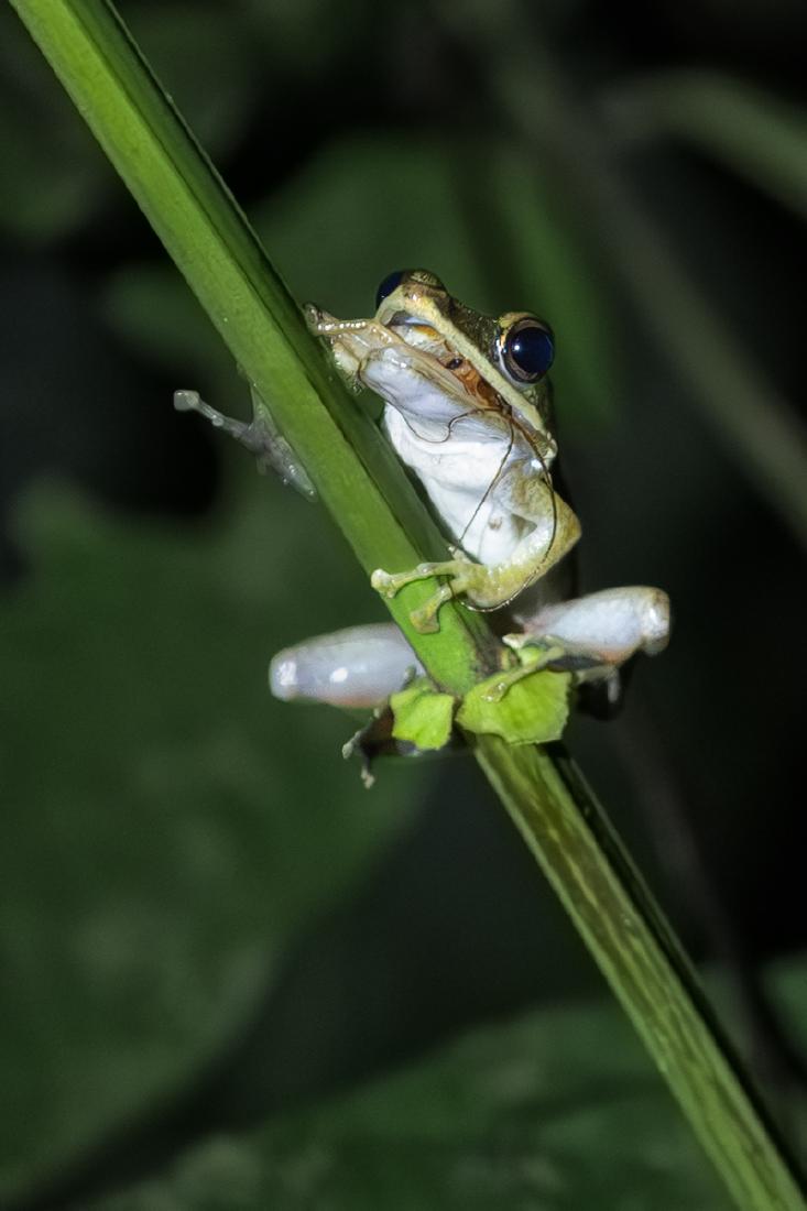 Hungry Tree Frog - Peter Freeman