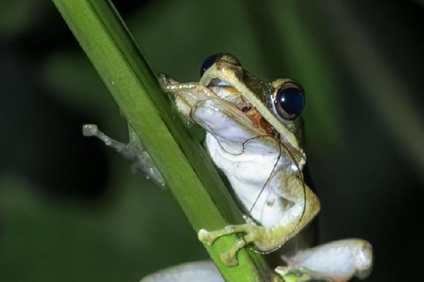 Hungry Tree Frog - Peter Freeman