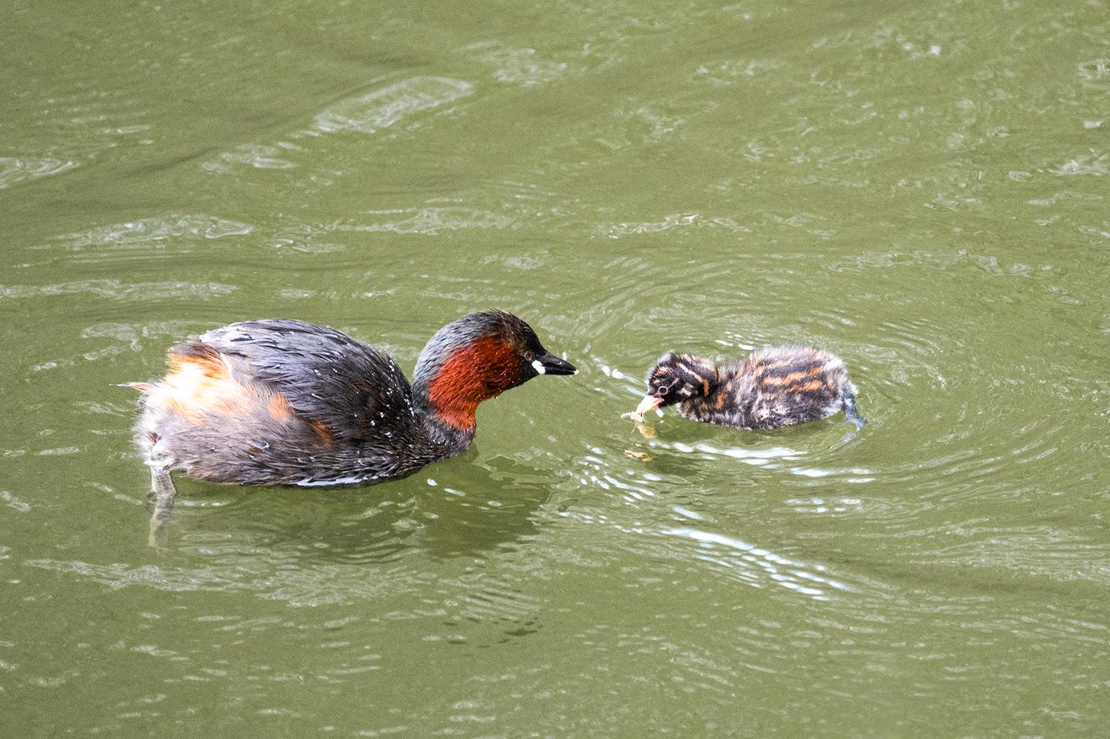 Little Grebe - Shaun Hykel