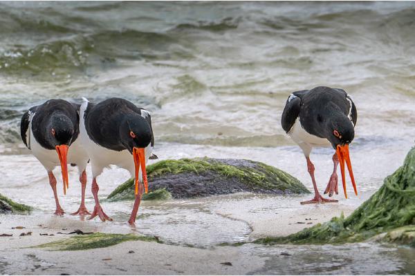 MARCJ OF THE OYSTER CATCHERS - Chrissie Hart