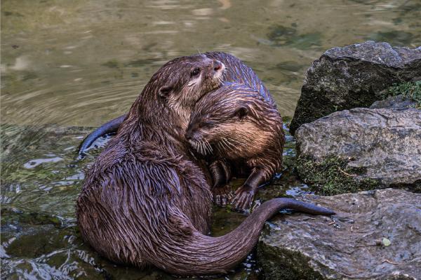 Otters Bonding - David Cross