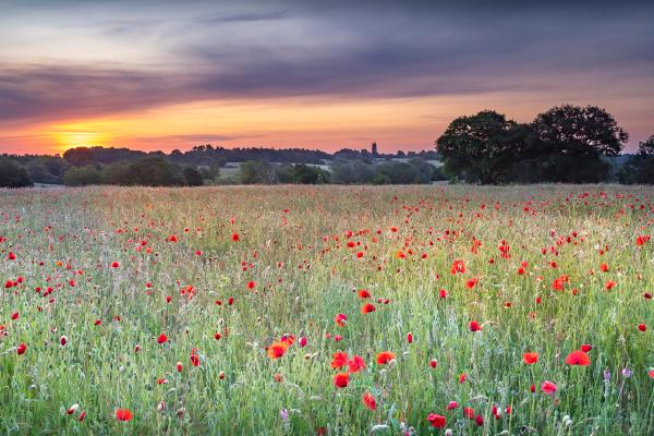 Poppies opening on a summer morning - Ian Carter
