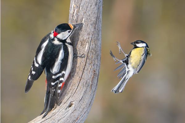 SURPRISED ON ARRIVAL - Chrissie Hart