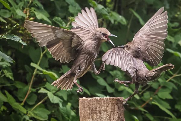 Sibling Quarrel - Robert Farrow