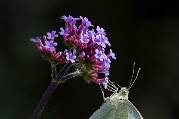 Small White Butterfly - Colin Brett