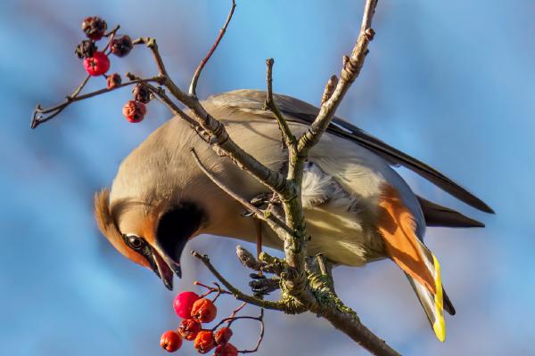 Waxwing Eating Rowan Berries - Jan Cross