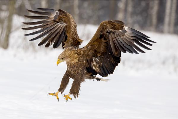 White tailed Sea Eagle coming into land - Derek Howes