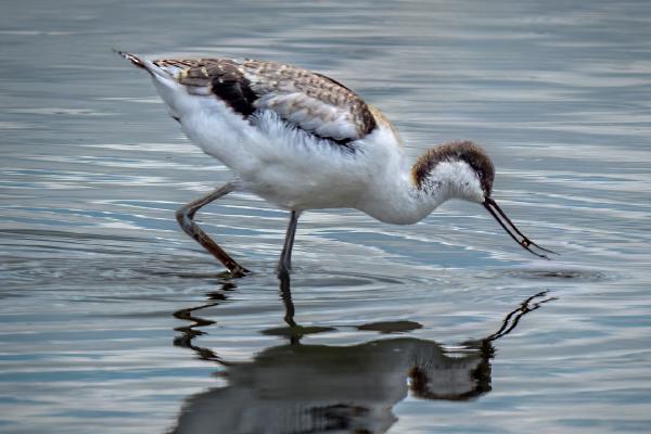 Young Avocet Feeding - Jan Cross