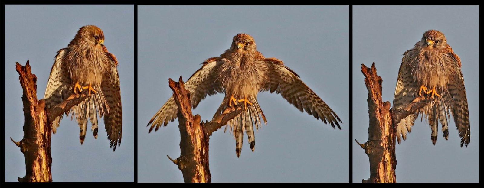 Drying Out (1) - Dene Carter