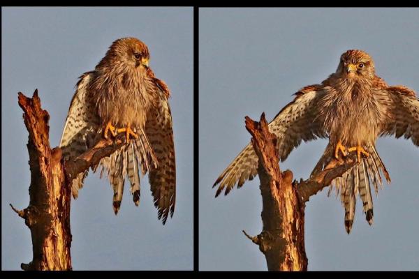 Drying Out (1) - Dene Carter
