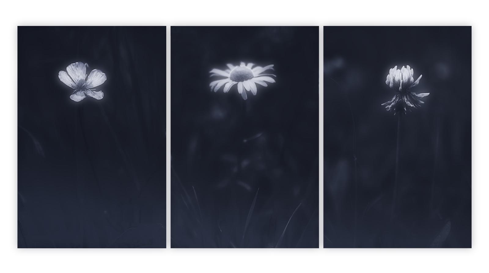 Floral Dreams (1) - Mark Kench