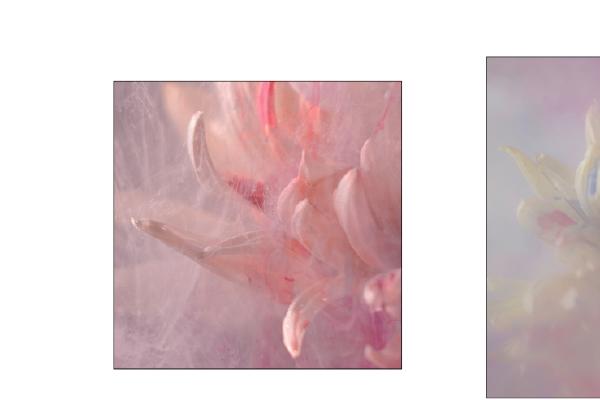 Flowers in water (1) - Richard Cunningham
