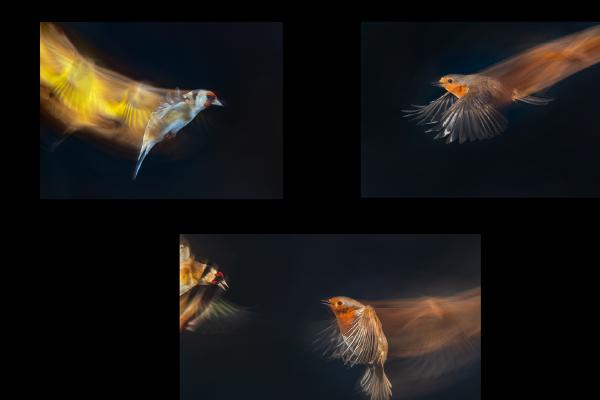 Goldfinch and Robin flightpaths (1) - Andrew Bailey