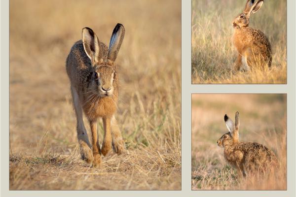 Harvest Hares (1) - Chrissie Hart