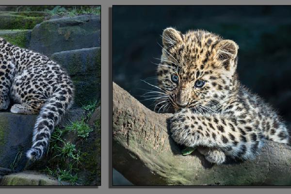 Leopard cubs (1) - Colin Brett