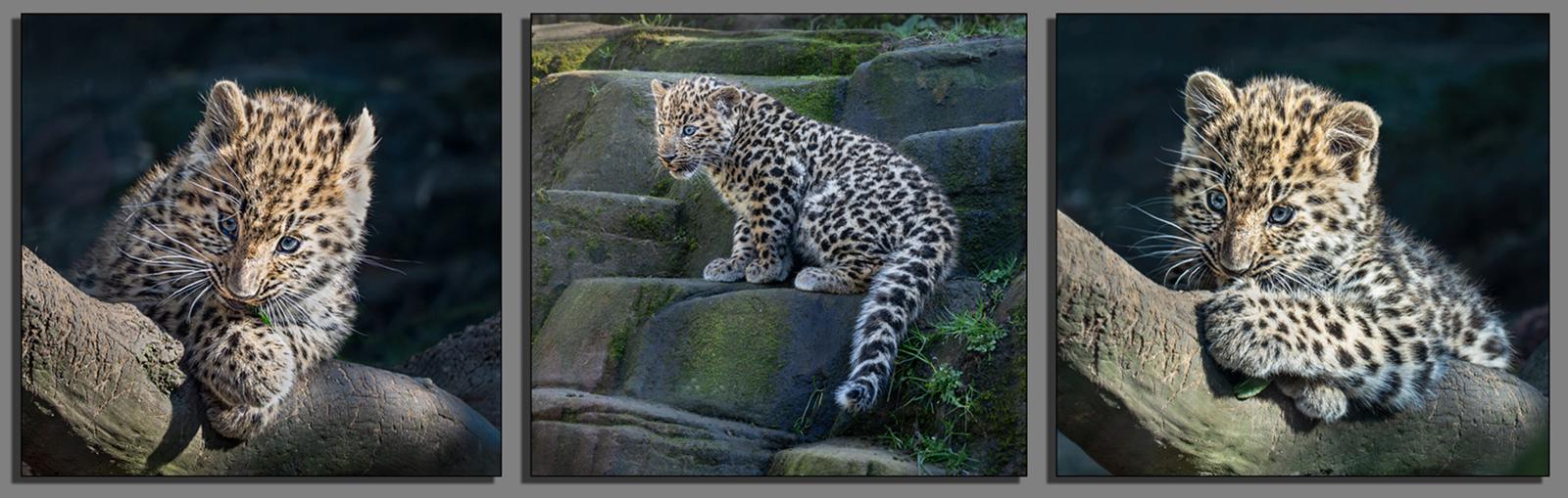 Leopard cubs (1) - Colin Brett