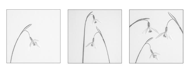 Snow drops (1) - Shaun Hykel