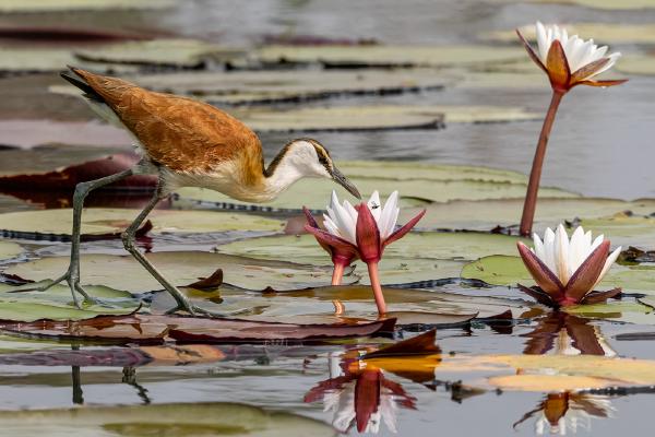 African Jacana Catching a Fly - Cheryl Wilkes