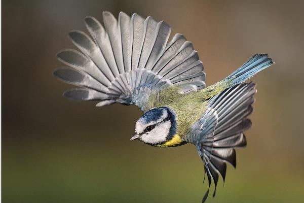Blue Tit - Chris Aldred