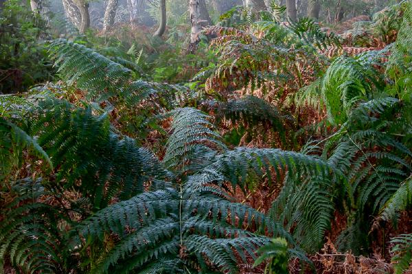 Eagle Fern - Ian Carter