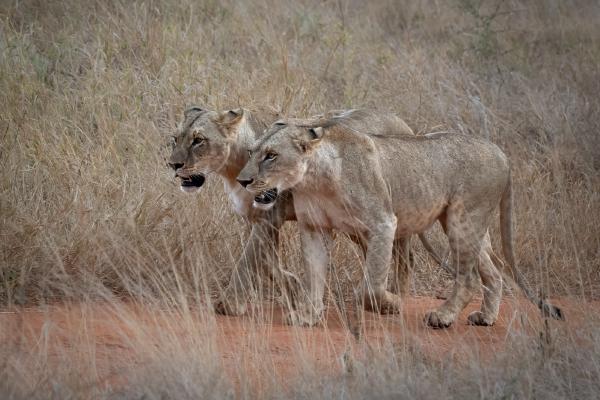 Early Morning Walk Tatia Hills Kenya - Naomi Foster