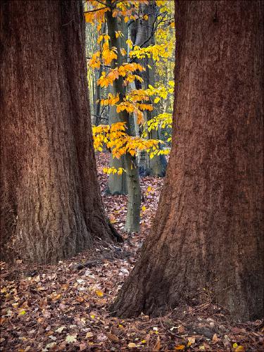 Autumn Through the Redwoods - Kate Jackson
