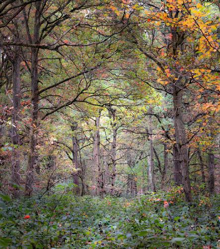 Autumn colours - Shaun Hykel