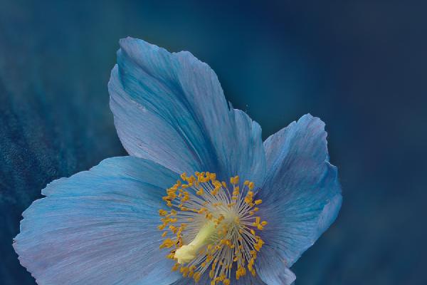 Himalayan Blue Poppy - Mary Battye