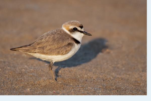 Kentish Plover - Naomi Foster