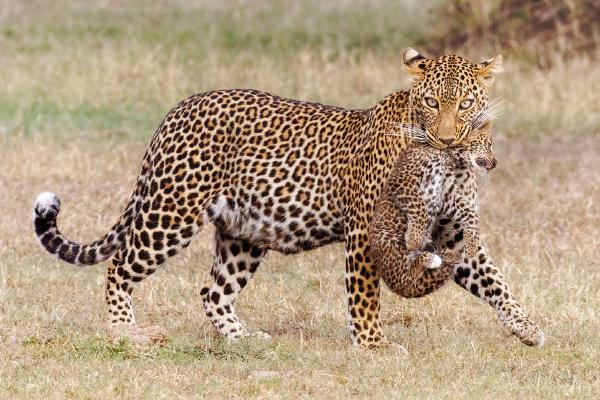 Leopard mother carrying her cub - Derek Howes