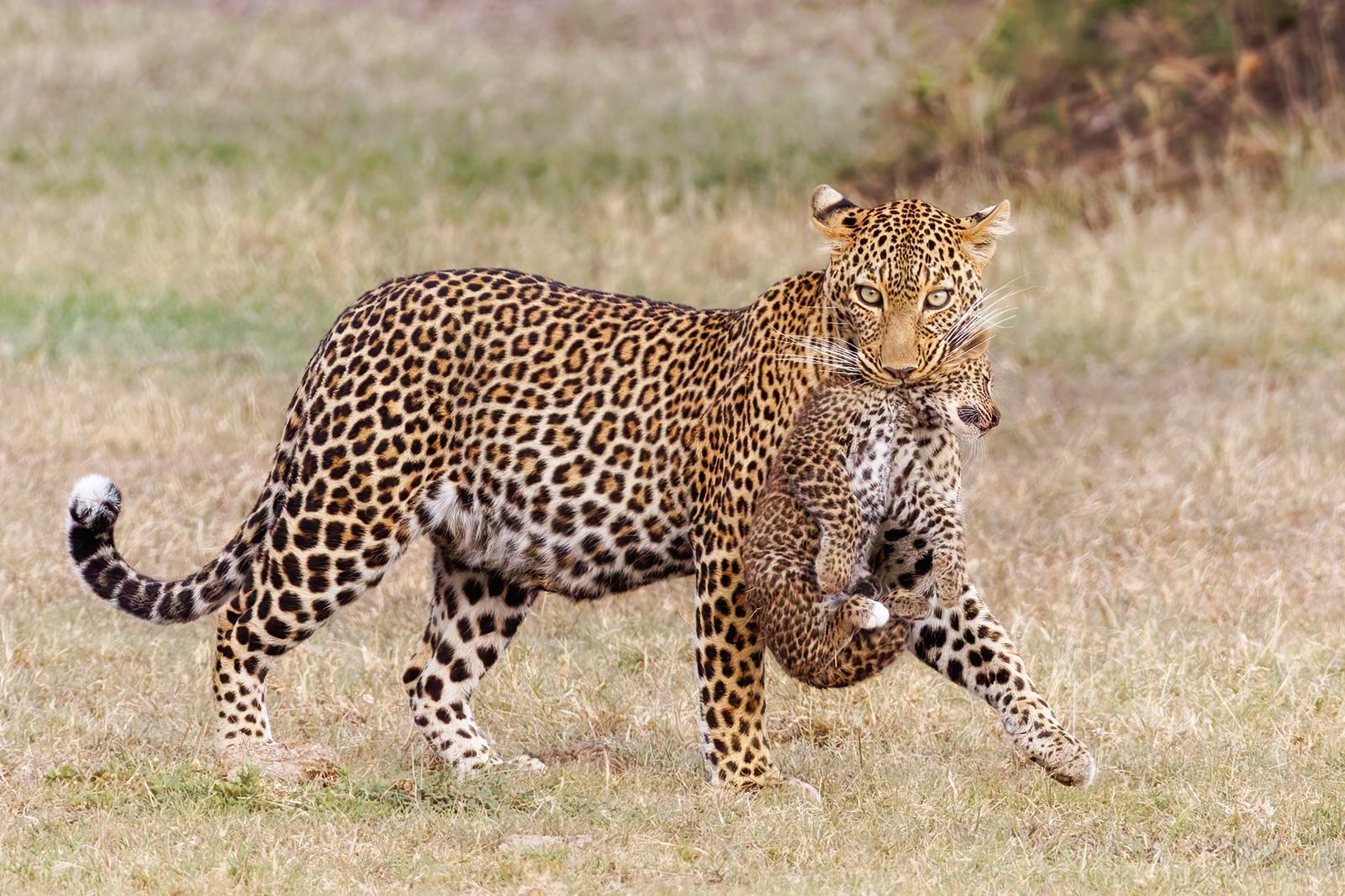 Leopard mother carrying her cub - Derek Howes