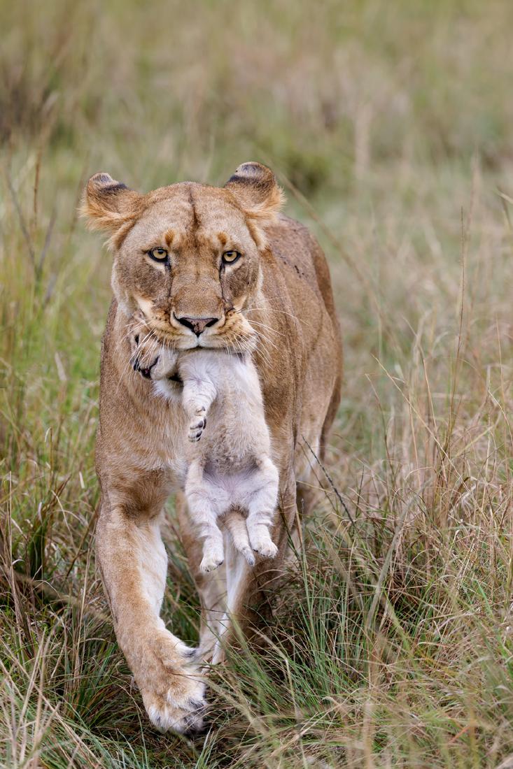 Lioness moving home - Derek Howes