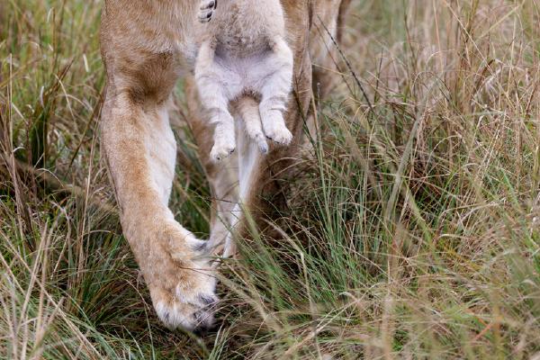 Lioness moving home - Derek Howes
