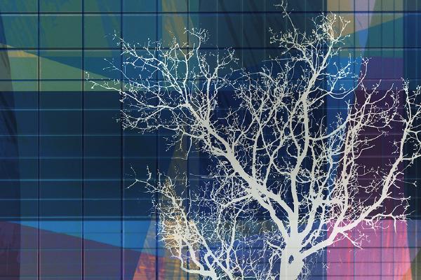 Lone Tree in the City - Chrissie Alexander
