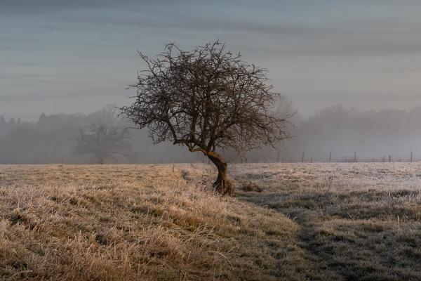 Lone Tree - Ian Carter
