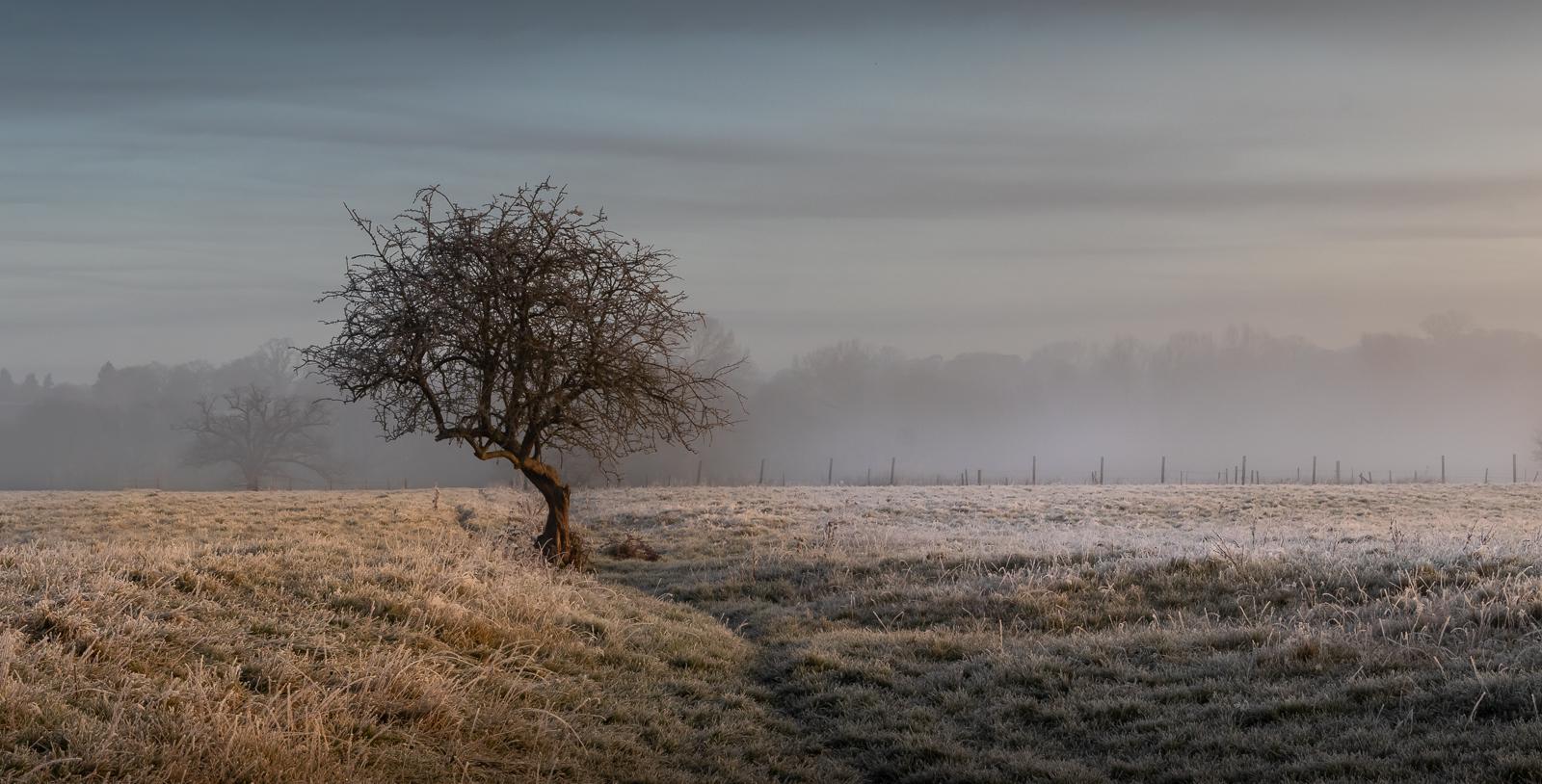 Lone Tree - Ian Carter
