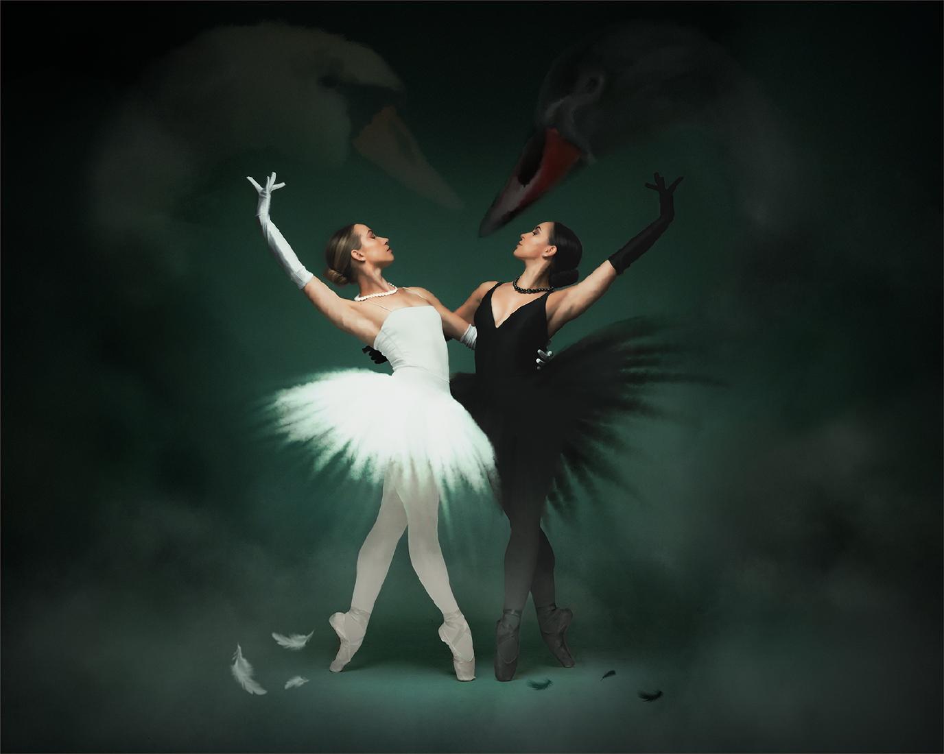 Painted Swans - Chris Pugh