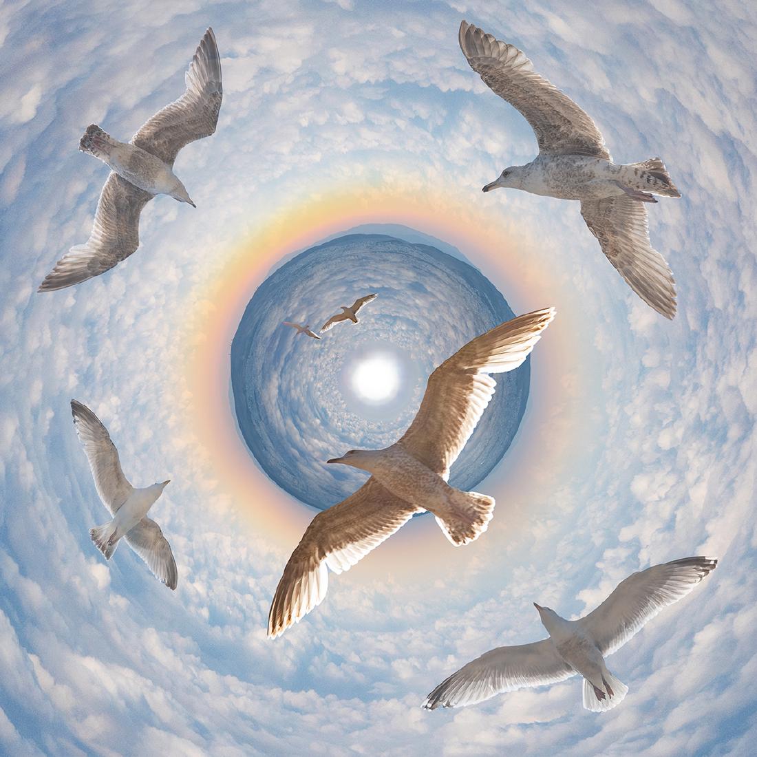 Portal Gabbiano - Jeff Scott