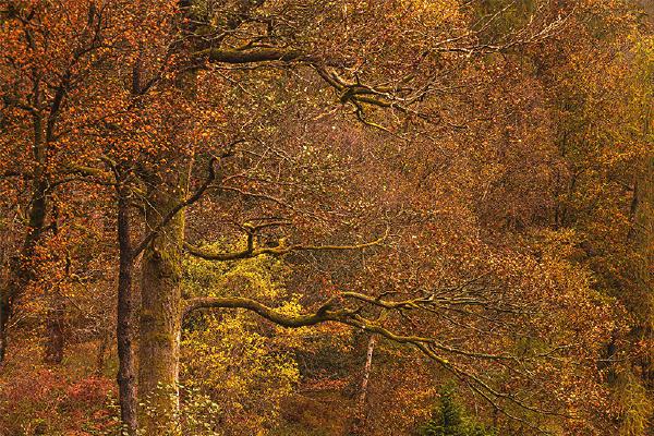 Still October at Yew Tree Tarn - Mark Kench