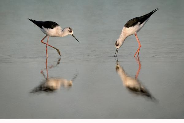 Black Winged Stilts - Naomi Foster